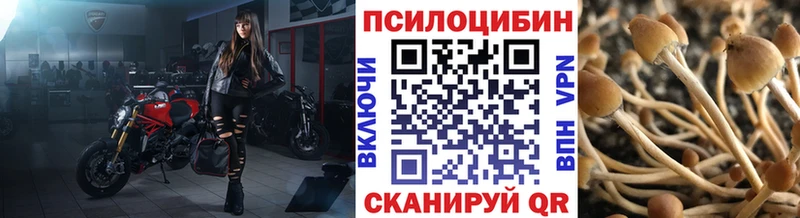 Псилоцибиновые грибы Cubensis  где купить наркоту  Медынь 